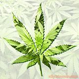 pot-leaf-1.jpg image by billman270